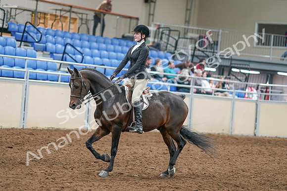 2020 - AB Morgan Horse - Sat, Sept 05 - 14204