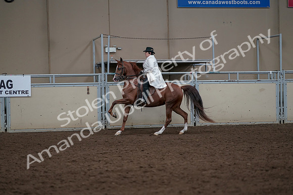 2019 Morgan Horse Show - Aug 31, 2019 - 17910