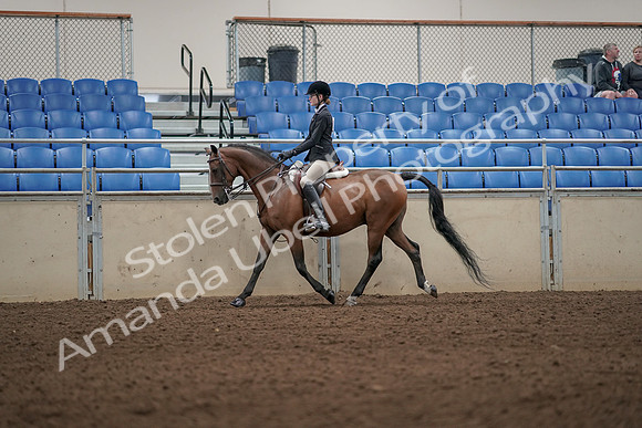 2019 Morgan Horse Show - Aug 31, 2019 - 04872