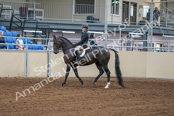 2020 - AB Morgan Horse - Fri, Sept 04 - 01990