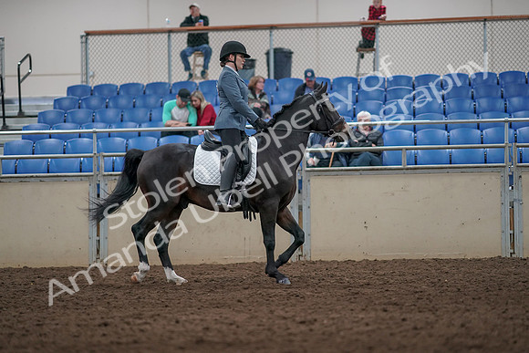 2019 Morgan Horse Show - Aug 31, 2019 - 07458