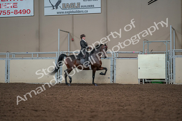 2019 Morgan Horse Show - Aug 30, 2019 - 28115