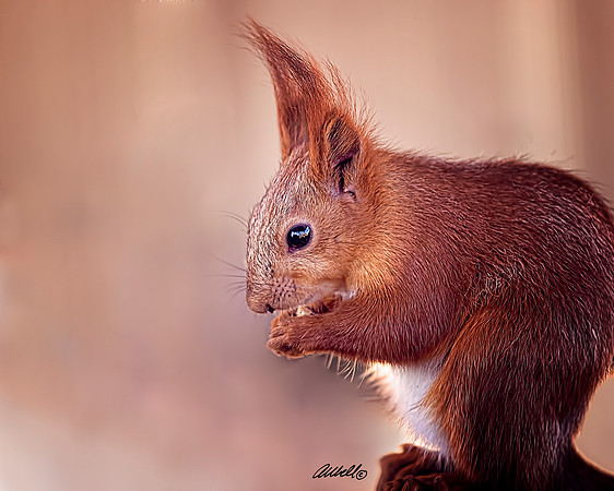 NA wild animals - 013