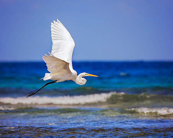 Birds - 121