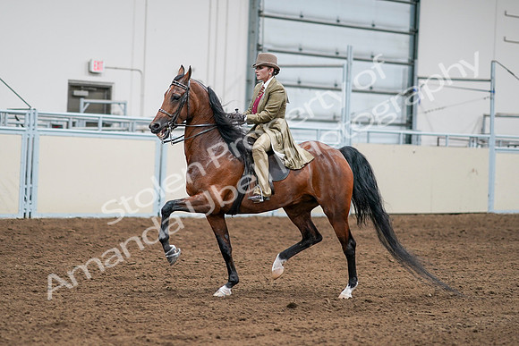 2020 - AB Morgan Horse - Sat, Sept 05 - 08082