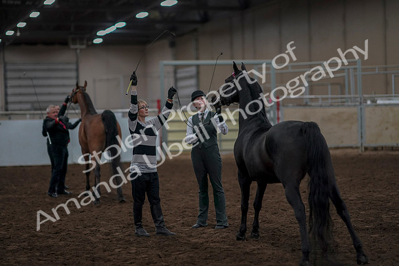 2019 Morgan Horse Show - Aug 31, 2019 - 03796