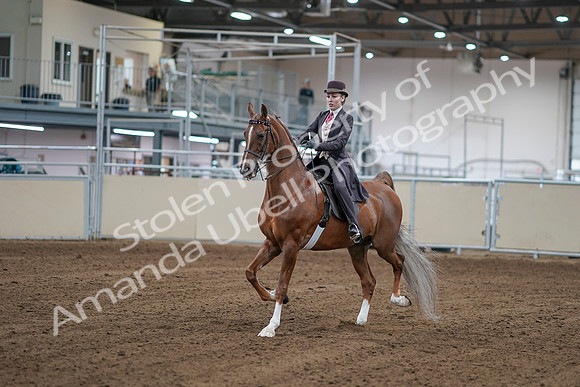 2020 - AB Morgan Horse - Sat, Sept 05 - 06147