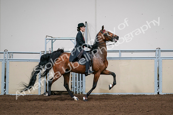 2020 - AB Morgan Horse - Sat, Sept 05 - 06847