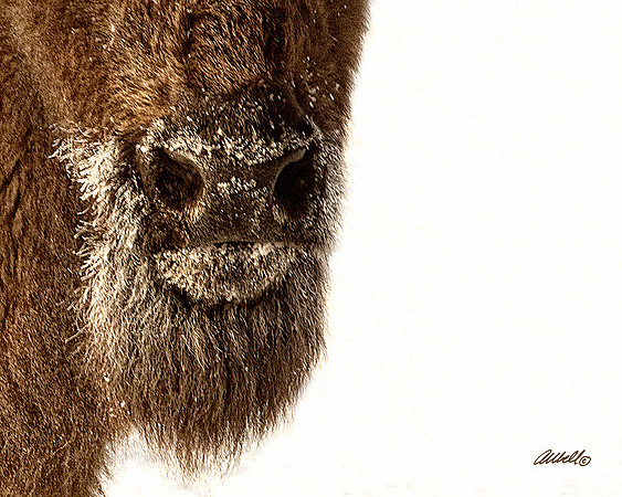 NA Wild Animals - 003