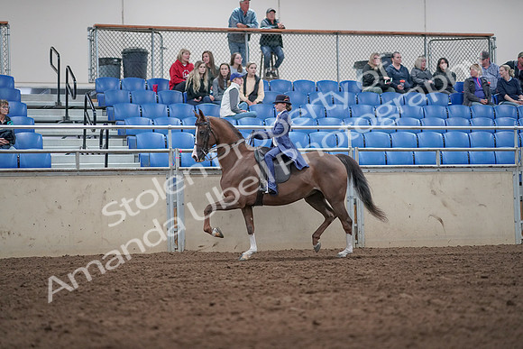 2019 Morgan Horse Show - Aug 31, 2019 - 20445