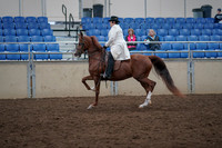 2019 Morgan Horse Show - Aug 31, 2019 - 17861