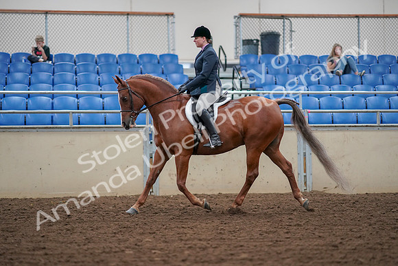 2019 Morgan Horse Show - Aug 30, 2019 - 16012