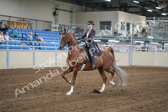 2020 - AB Morgan Horse - Sat, Sept 05 - 06158