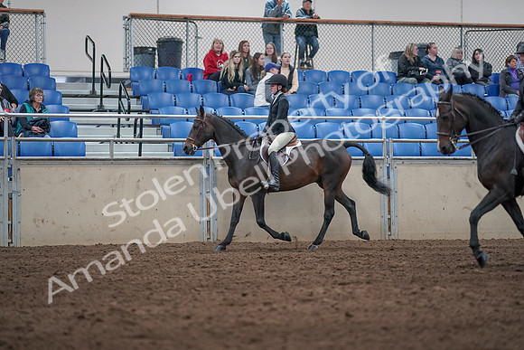 2019 Morgan Horse Show - Aug 31, 2019 - 20424