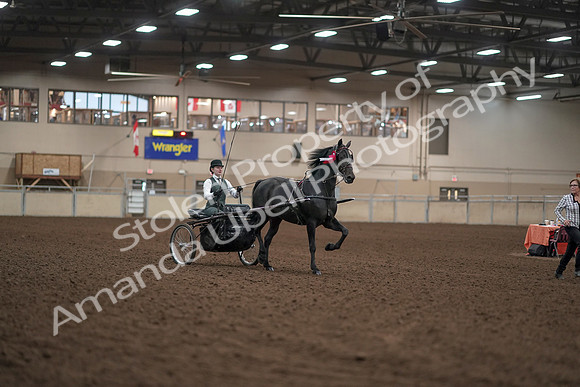 2019 Morgan Horse Show - Aug 31, 2019 - 04788