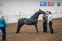 2020 - AB Morgan Horse - Sat, Sept 05 - 00058