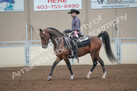 2019 Morgan Horse Show - Aug 31, 2019 - 06285