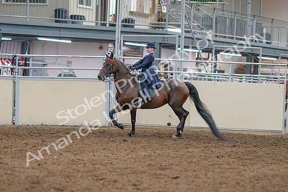 2020 - AB Morgan Horse - Sat, Sept 05 - 04744