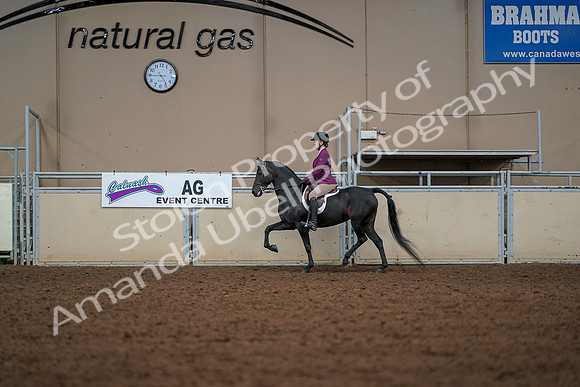 2019 Morgan Horse Show - Aug 30, 2019 - 23260