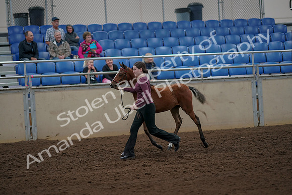 2019 Morgan Horse Show - Aug 30, 2019 - 24696