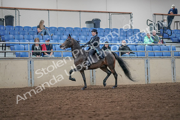 2019 Morgan Horse Show - Aug 30, 2019 - 15534