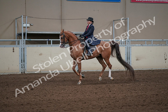 2019 Morgan Horse Show - Sept 01, 2019 - 11932