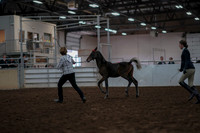 2019 Morgan Horse Show - Aug 31, 2019 - 03562