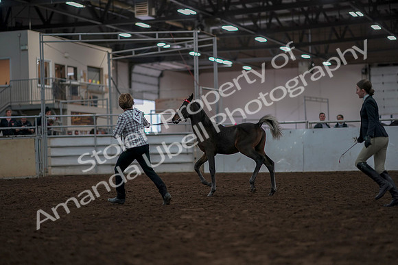 2019 Morgan Horse Show - Aug 31, 2019 - 03562