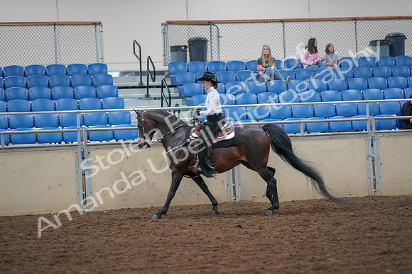 2019 Morgan Horse Show - Aug 30, 2019 - 16870