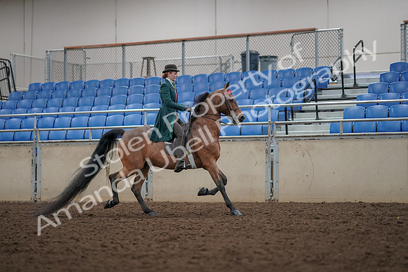 2019 Morgan Horse Show - Aug 30, 2019 - 28064