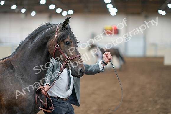 2020 - AB Morgan Horse - Sat, Sept 05 - 00253
