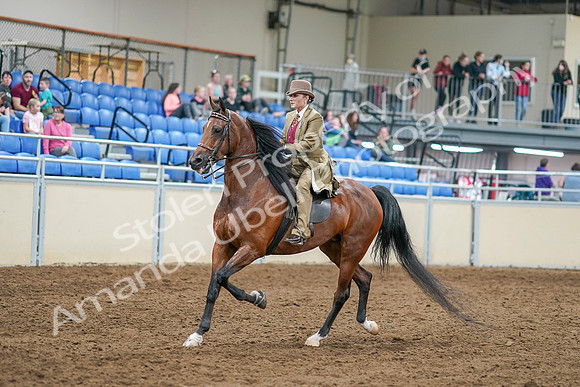 2020 - AB Morgan Horse - Sat, Sept 05 - 07949