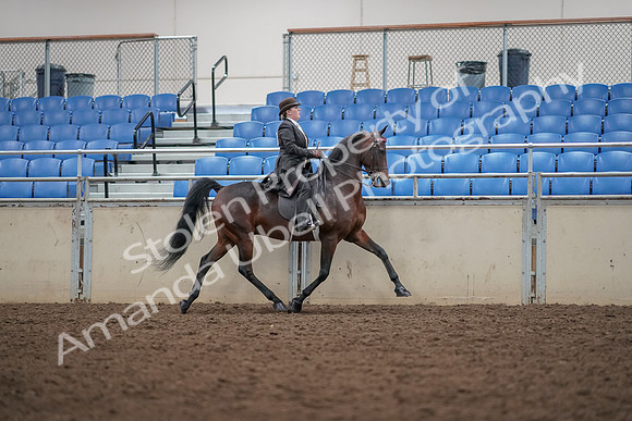2019 Morgan Horse Show - Aug 30, 2019 - 28083