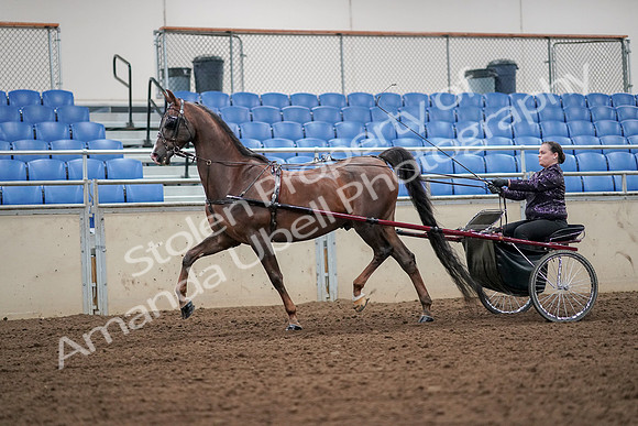 2019 Morgan Horse Show - Aug 30, 2019 - 13178