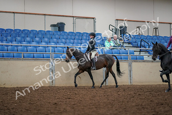 2019 Morgan Horse Show - Aug 30, 2019 - 23321