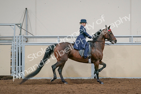 2020 - AB Morgan Horse - Sat, Sept 05 - 04858