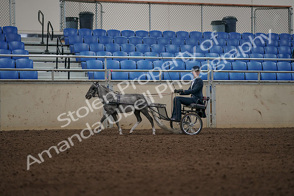2019 Morgan Horse Show - Aug 31, 2019 - 04367