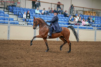 2020 - AB Morgan Horse - Sat, Sept 05 - 09690