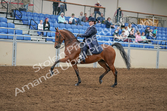 2020 - AB Morgan Horse - Sat, Sept 05 - 09690