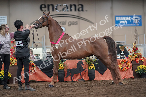 2019 Morgan Horse Show - Aug 31, 2019 - 01397