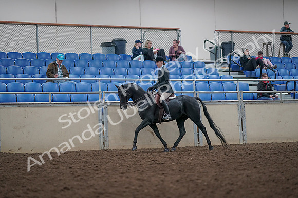 2019 Morgan Horse Show - Aug 31, 2019 - 14848