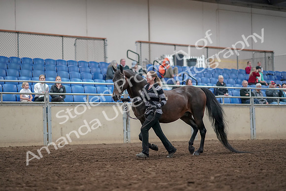 2019 Morgan Horse Show - Aug 31, 2019 - 03662