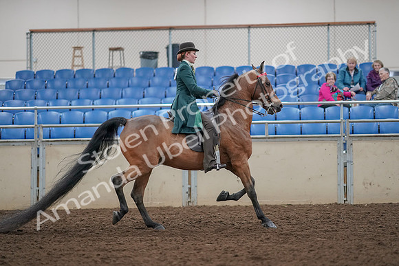 2019 Morgan Horse Show - Aug 30, 2019 - 28266