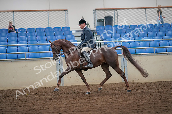 2019 Morgan Horse Show - Aug 30, 2019 - 17343