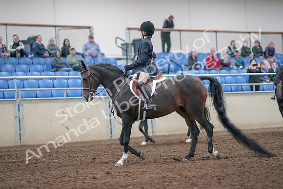 2019 Morgan Horse Show - Aug 31, 2019 - 19381