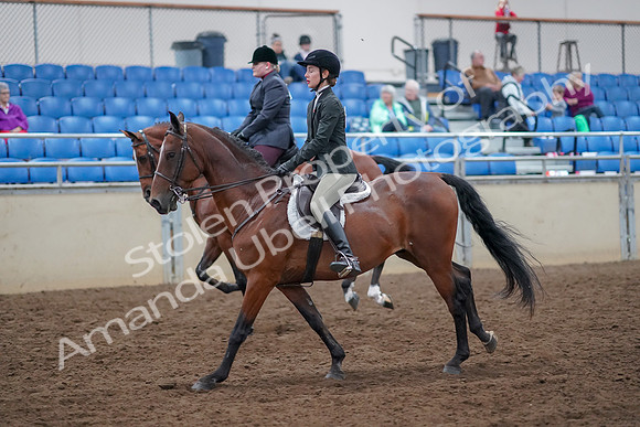 2019 Morgan Horse Show - Aug 30, 2019 - 20598