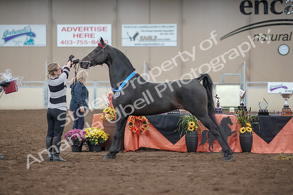 2019 Morgan Horse Show - Aug 31, 2019 - 00967