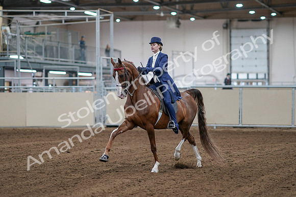 2020 - AB Morgan Horse - Sat, Sept 05 - 06065