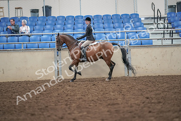 2019 Morgan Horse Show - Aug 30, 2019 - 20164