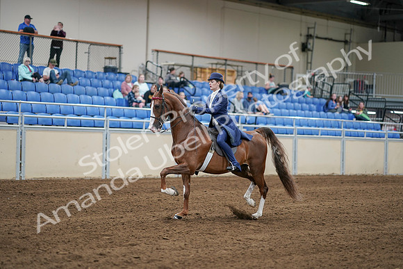 2020 - AB Morgan Horse - Sat, Sept 05 - 06224